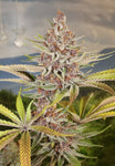 Divine PuTang - PuTang x Divine Spirit Annunakie Genetics Mass Medical Strains