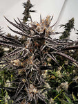 Gas Basket Seeds Exotic Genetics Bakers Dozen