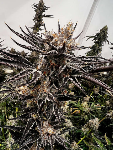 Gas Basket Seeds Exotic Genetics Bakers Dozen