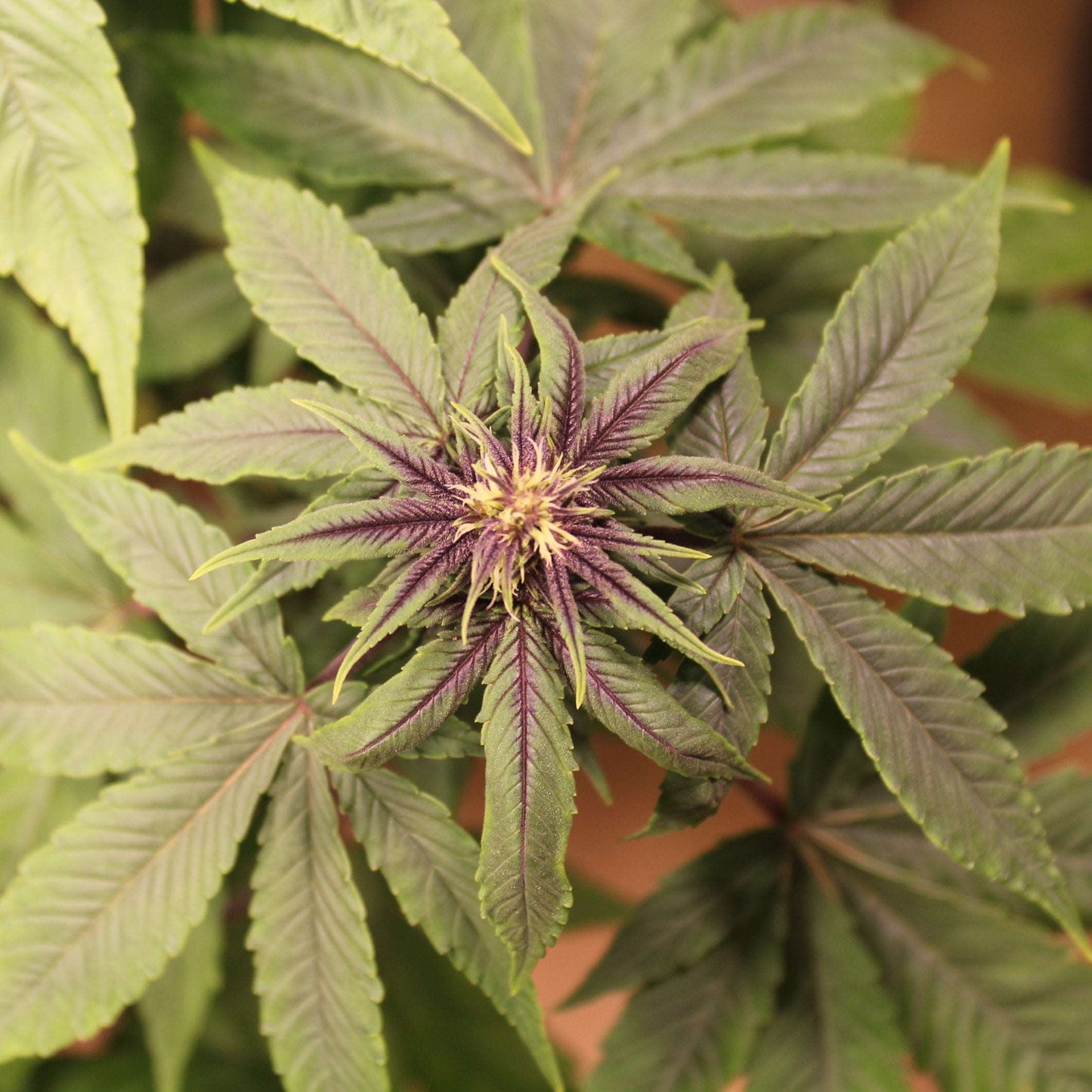 Purple Smooth Leaf (mutant) - Purple Pineapple Express S1 (non-serrate leaf) x (Frisian Duck x Strawberries n’ Cream F3) (non-serrate leaf)