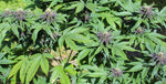 Purple Smooth Leaf (mutant) - Purple Pineapple Express S1 (non-serrate leaf) x (Frisian Duck x Strawberries n’ Cream F3) (non-serrate leaf)