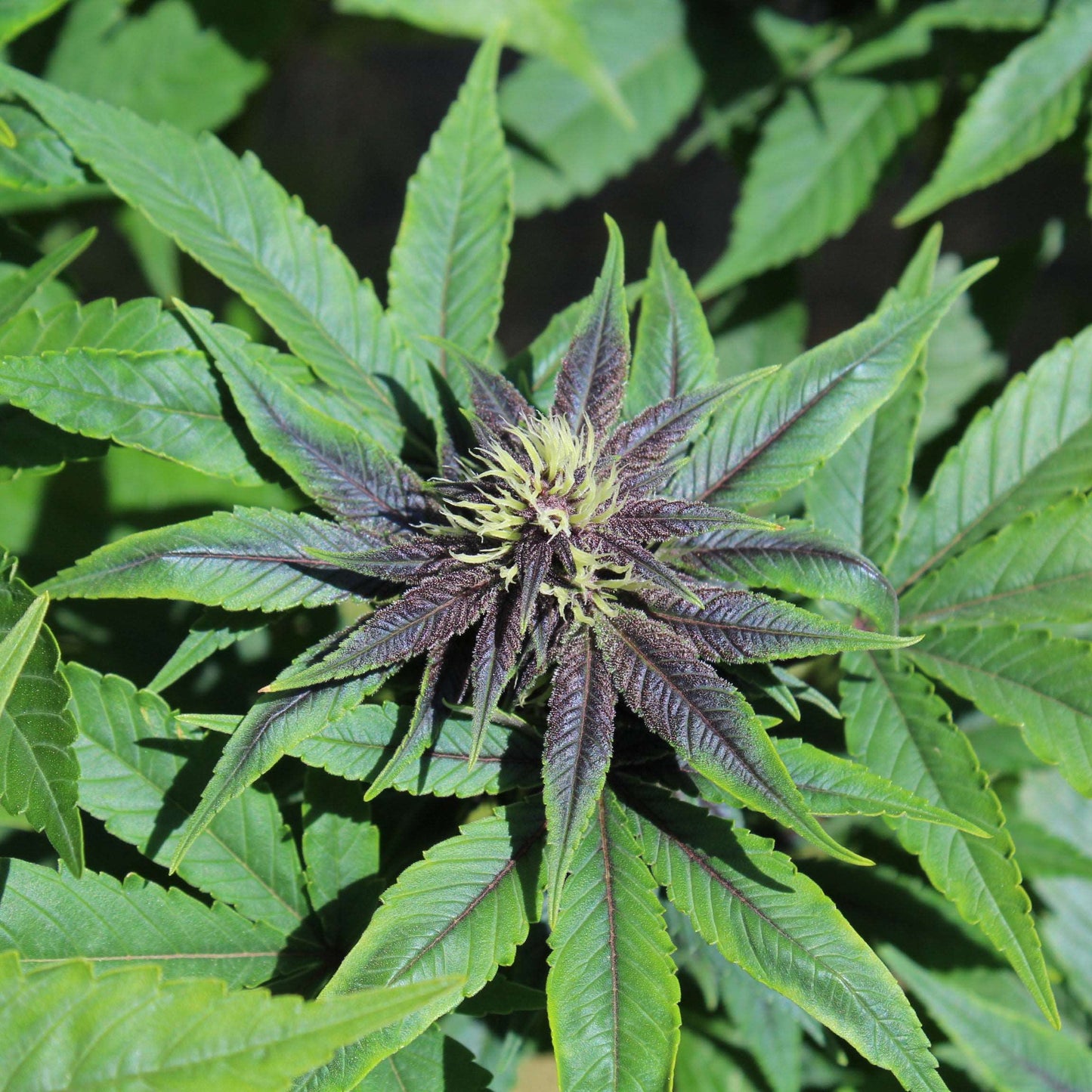Purple Smooth Leaf (mutant) - Purple Pineapple Express S1 (non-serrate leaf) x (Frisian Duck x Strawberries n’ Cream F3) (non-serrate leaf) Annunaki Genetics