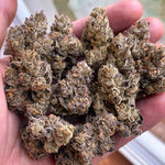 Red Rager (Red Pop x Falcon-9) Exotic Genetix