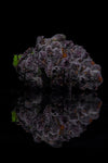 Lit Farms Lemon Cherry Pie Seeds