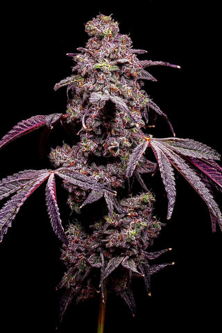 Popsicles (Ice Cream Runtz x Lemon Cherry Gelato) LIT FARMS
