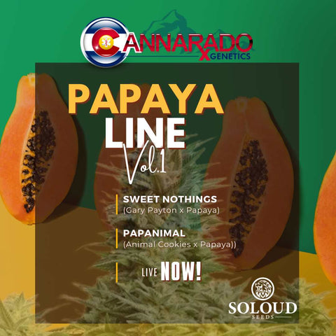 PAPANIMAL (ANIMAL COOKIES x PAPAYA) FEM, CANNARADO GENETICS