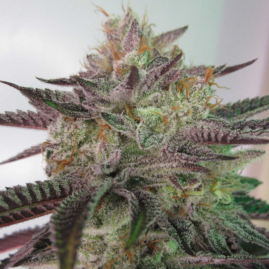 Raspberry Runtz Seeds