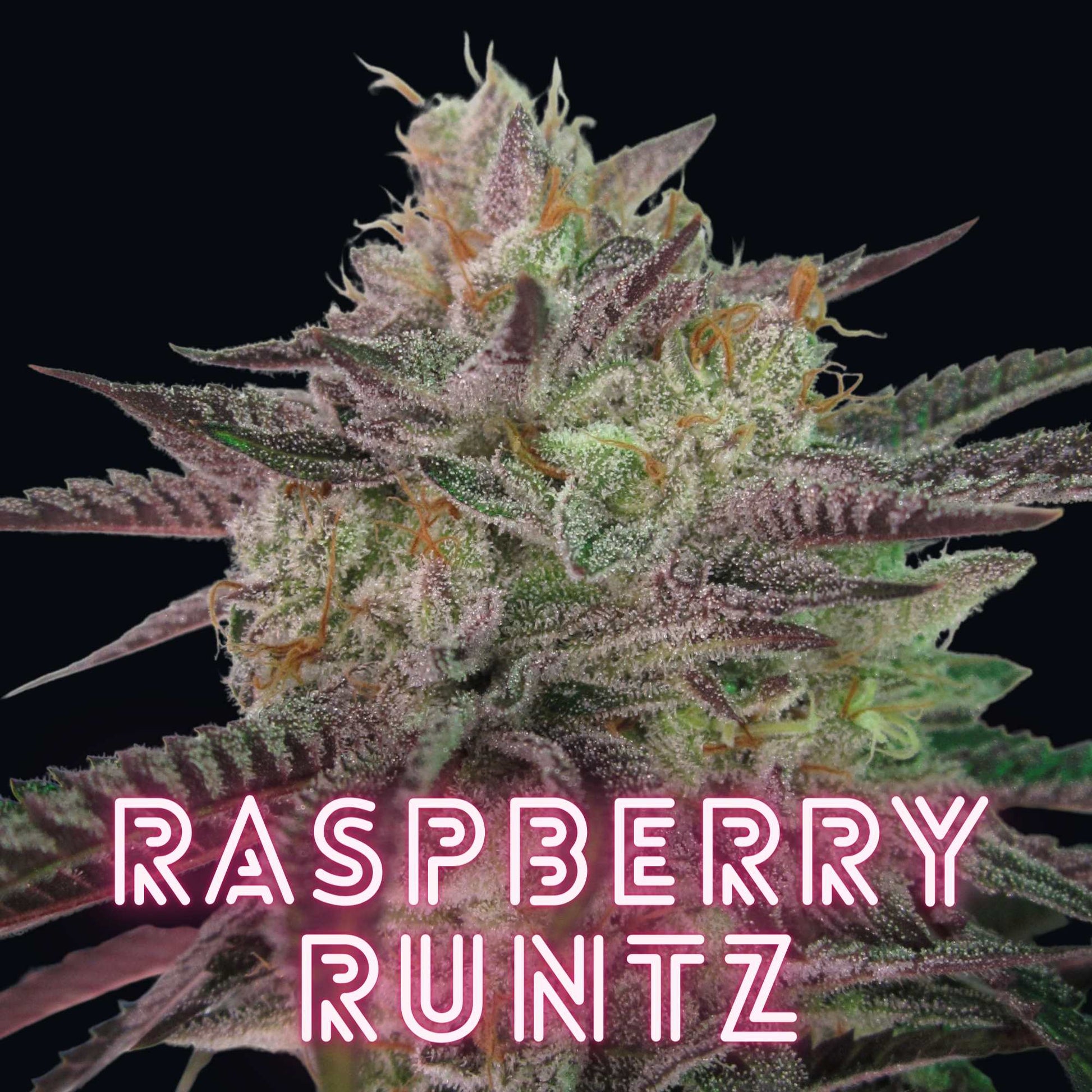Raspberry Runtz Strain Seeds