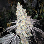 Supreme Snowman (F)