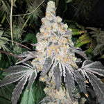 Supreme Snowman Cannarado Genetics