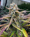 Tropical Slushee (Snowman x Papaya) Fem