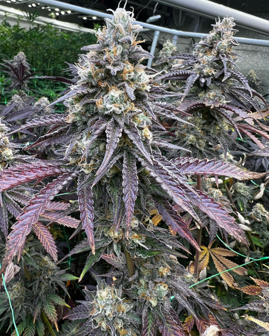 Tropical Slushee (Snowman x Papaya) Cannarado Genetics seeds