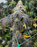 SUGAR FLOSS, Gushers x Papaya, Cannardo Genetics