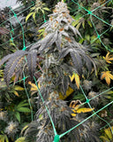 SUGAR FLOSS, Gushers x Papaya, Cannardo Genetics