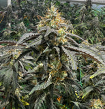 Piss Paya, Cheetah Piss x Papaya, Cannarado Genetics, seeds