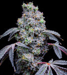 Lit Farms Lemon Cherry Mints Seeds