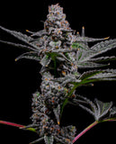 Lit Farms Lemon Cherry Fritter