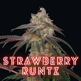 Strawberry Runtz Fem Seeds