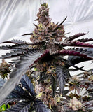 Twizzle Dance (Jigglers x Scotty 2 Hotty) 6 Fems Exotic Genetix