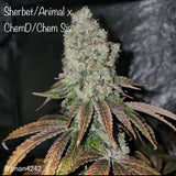 Sherbet/Animal x ChemD/ChemSis (F)