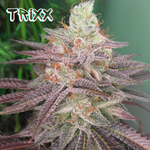Trixx (fems)