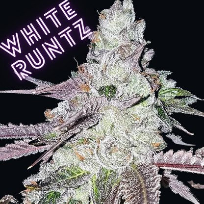 White Runtz S1 (100 Pack)