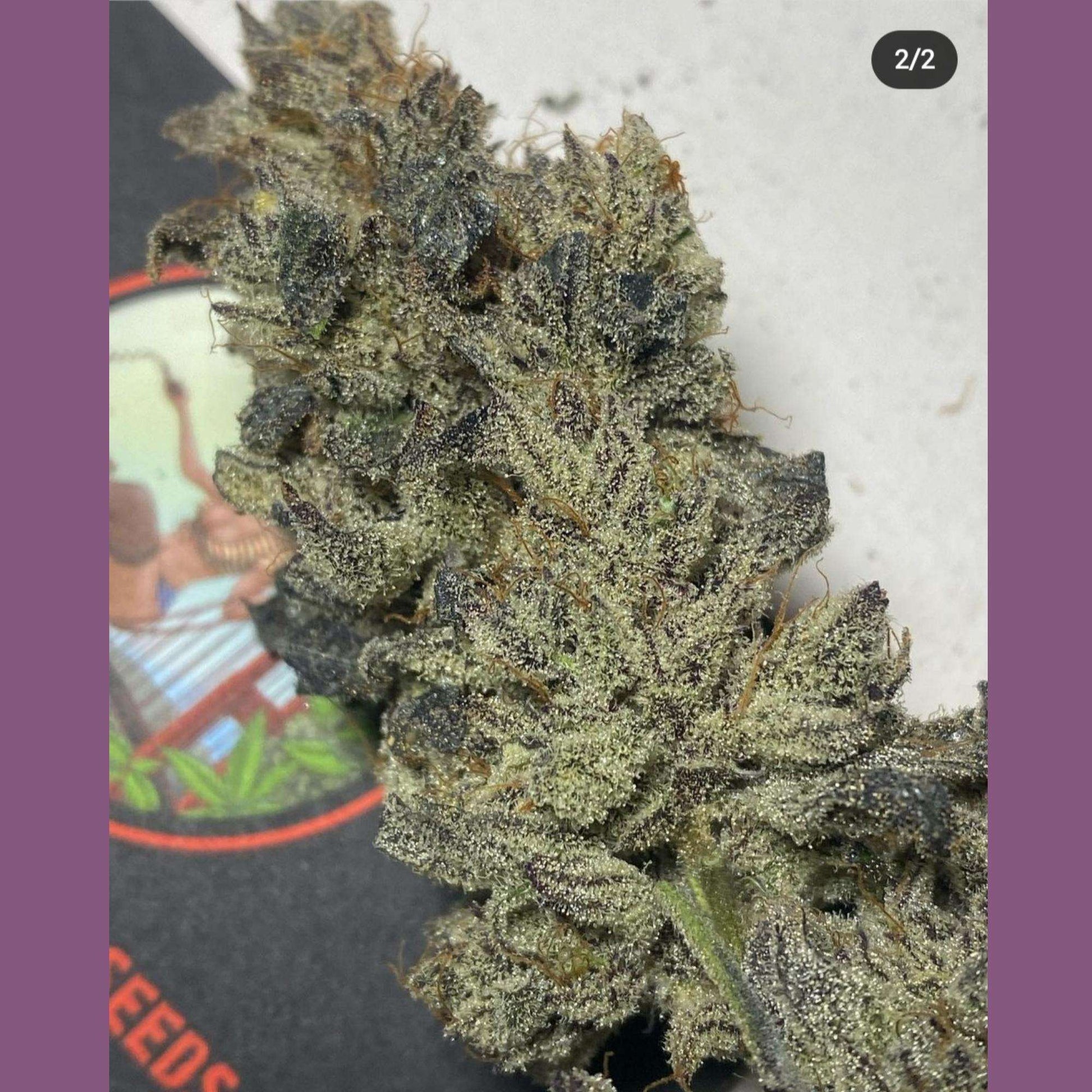 Bay Area Cannabis Seeds White Truffle Runtz x EmergenC