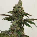 Exotic Genetix Say Less fem seeds