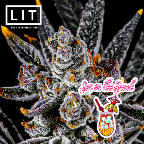 SEX ON THE BEACH (LEMON CHERRY GELATO X ZOAP) LIT FARMS SEEDS