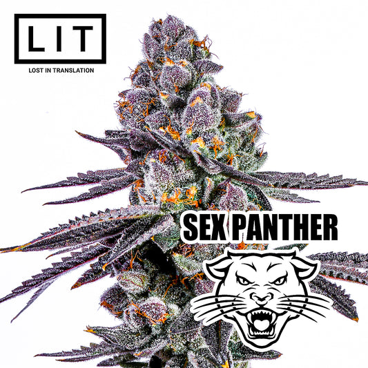 SEX PANTHER (FIRE CROTCH X ZOAP) LIT FARMS SEEDS