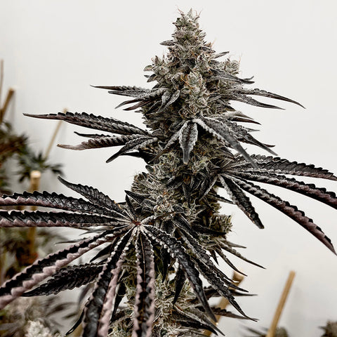 Exotic Genetix Lusty Lady feminzed seeds