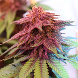 Purple Pineapple Express S1